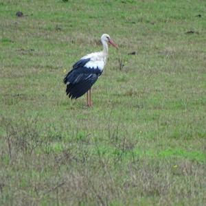 White Stork