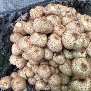 Scaly Pholiota