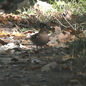 Eurasian Chaffinch