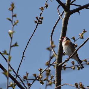 European Goldfinch