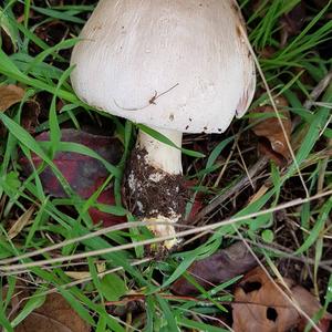 Yellow-foot Agaric