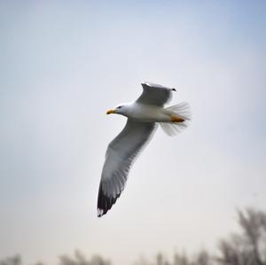 Yellow-legged Gull