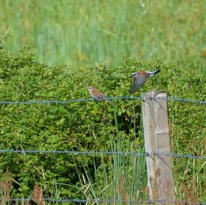 Red-backed Shrike