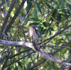 European stonechat