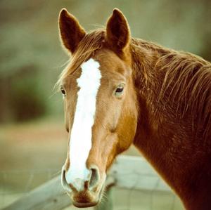 Belgian Warmblood