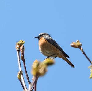 Common Redstart