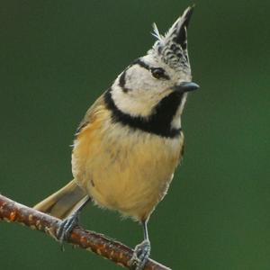 Crested Tit