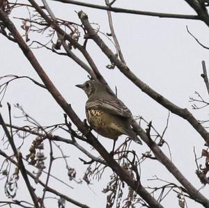 Mistle Thrush