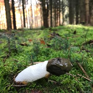 Stinkhorn, Common