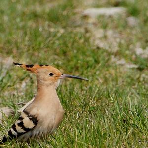 Eurasian Hoopoe