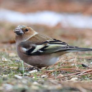 Eurasian Chaffinch