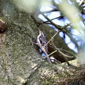 Short-toed Treecreeper