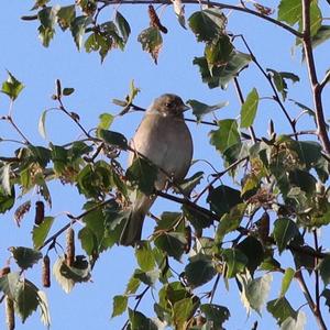 Eurasian Chaffinch