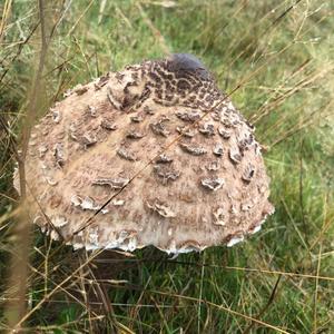 Parasol Mushroom