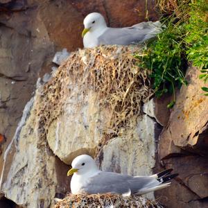 Black-legged Kittiwake