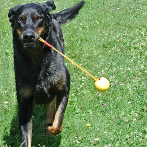 Beauceron