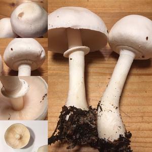 Leucoagaricus holosericeus