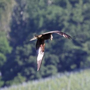 Red Kite