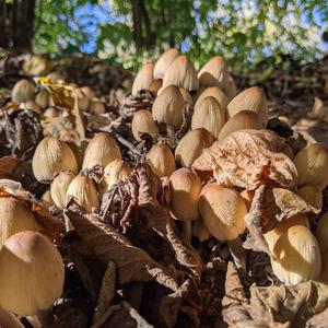 Non-inky Coprinus