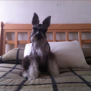 Miniature Schnauzer