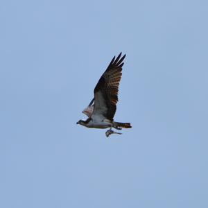 Osprey