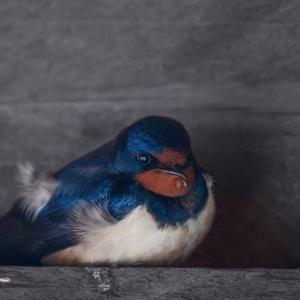 Barn Swallow