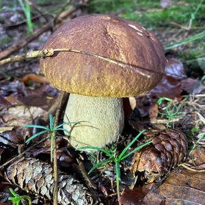 Summer Bolete