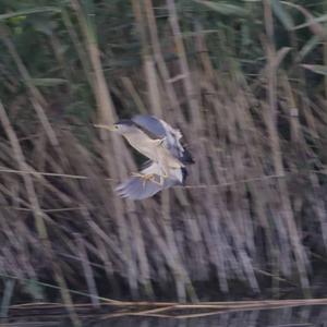 Little Bittern