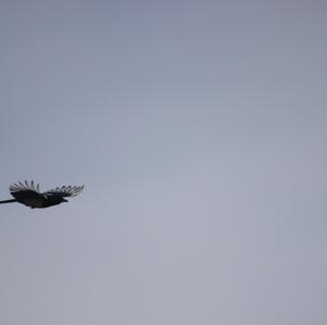 Black-billed Magpie