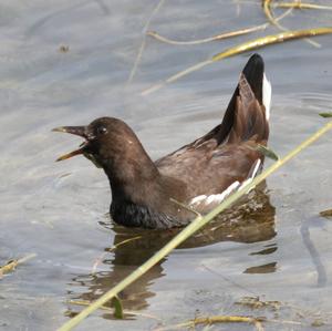 Common Moorhen