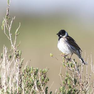 Reed Bunting