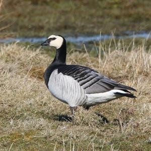 Barnacle Goose