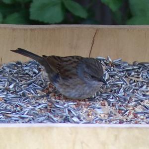 Hedge Accentor