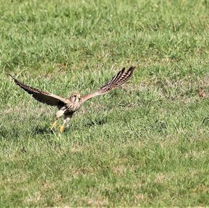 Common Kestrel