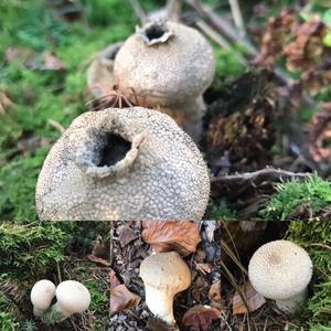 Gem-studded Puffball