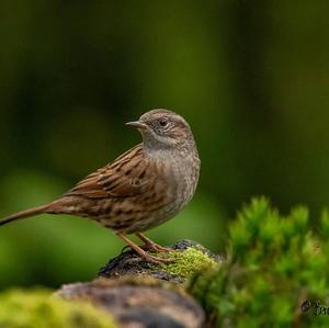 Hedge Accentor