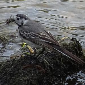 White Wagtail