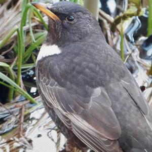 Ring Ouzel