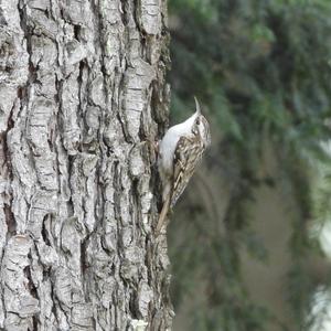 Short-toed Treecreeper