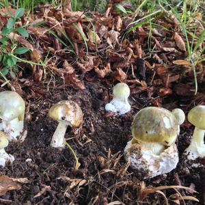 Death Cap