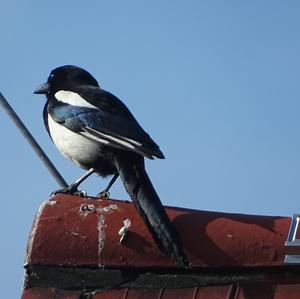 Black-billed Magpie