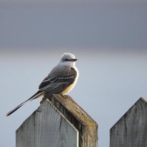 Scissor-tailed Flycatcher