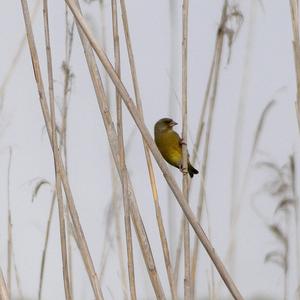 European Greenfinch