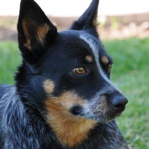 Australian Cattle Dog