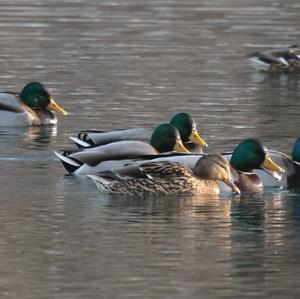 Mallard