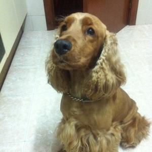 Spaniel (English Cocker)