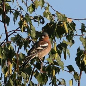 Eurasian Chaffinch