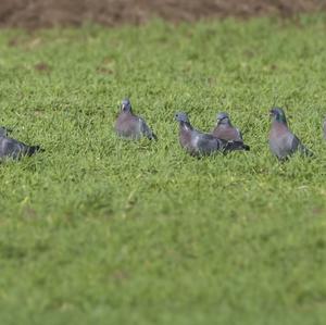 Stock Dove