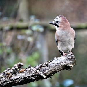 Eurasian Jay