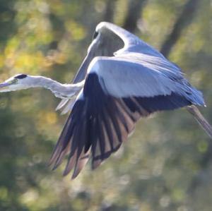 Grey Heron